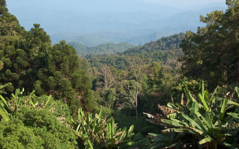 Chiang Mai and the Northern Hills