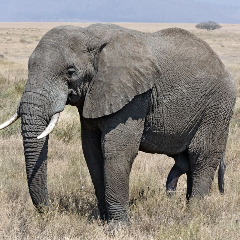 Serengeti, Ngorongoro and the Great Migration, Tanzania