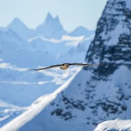The Swiss Alps: Jungfrau, Bernese Oberland and Zermatt, Switzerland
