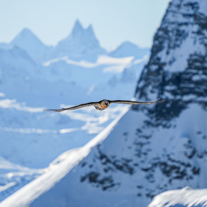 The Swiss Alps: Jungfrau, Bernese Oberland and Zermatt, Switzerland