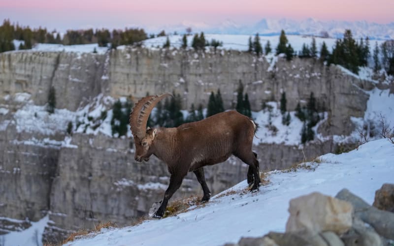 The Swiss Alps: Jungfrau, Bernese Oberland and Zermatt