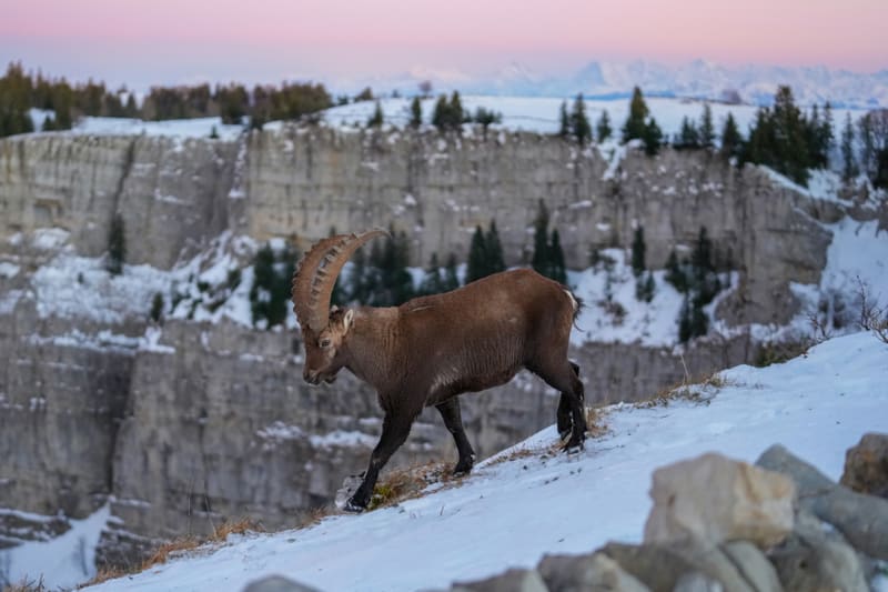 The Swiss Alps: Jungfrau, Bernese Oberland and Zermatt