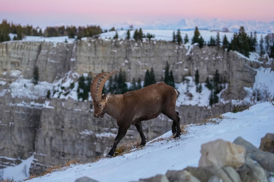 The Swiss Alps: Jungfrau, Bernese Oberland and Zermatt