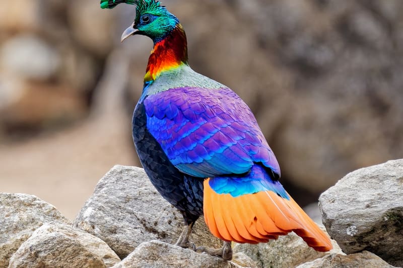 Sagarmatha National Park: The Complete Guide to the Khumbu