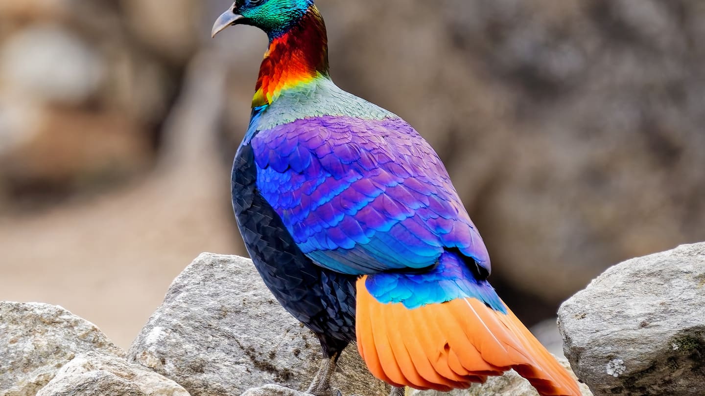 Sagarmatha National Park: The Complete Guide to the Khumbu