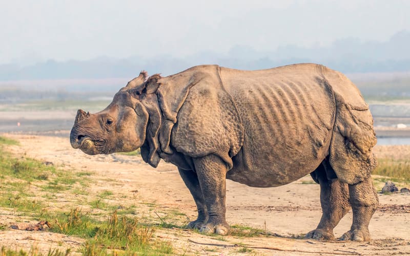 Chitwan National Park