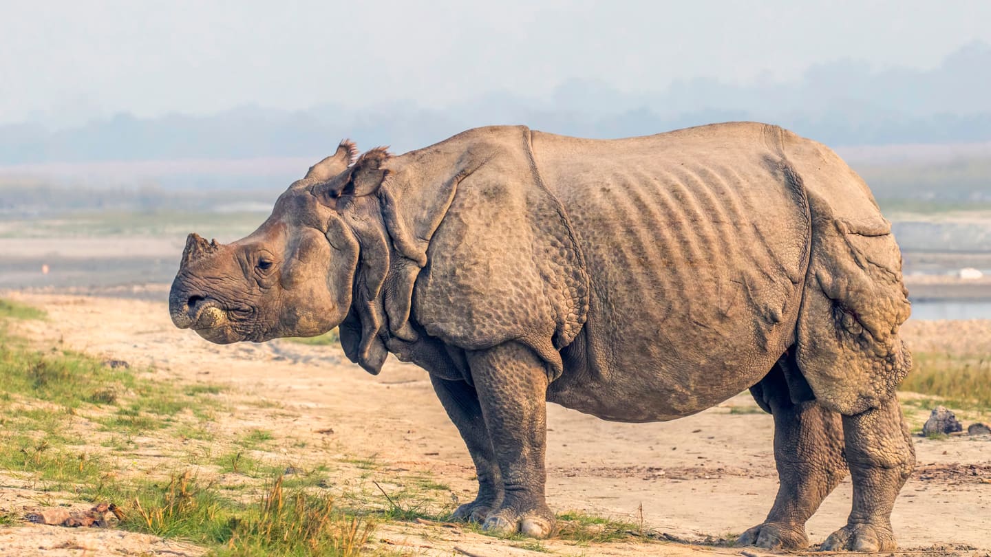 Chitwan National Park — photograph by Charles J. Sharp