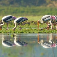 Bardia and the Terai Wildlife, Nepal