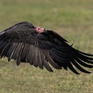 Chitwan National Park, Nepal