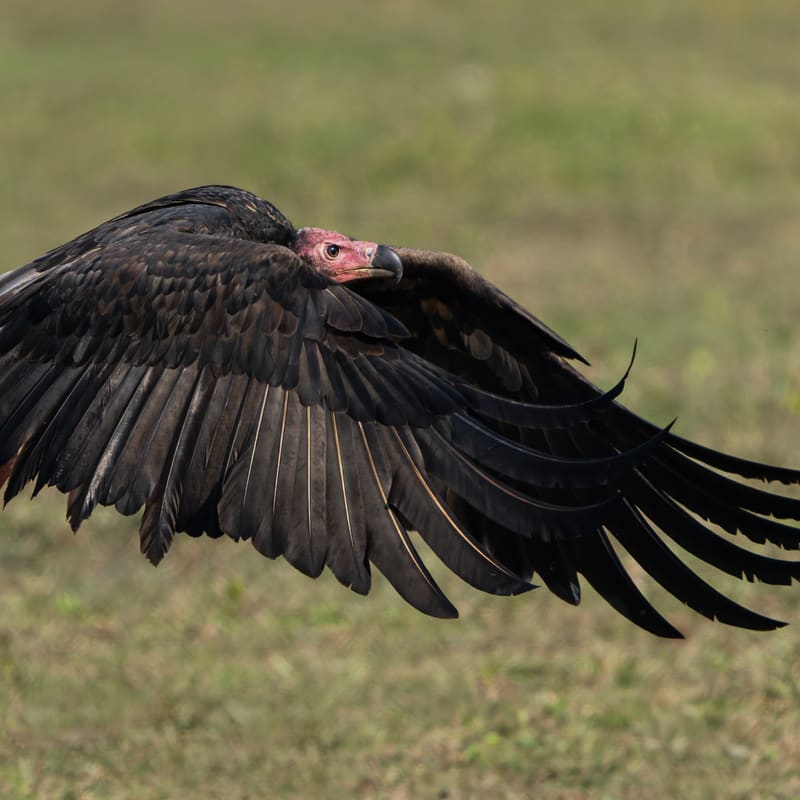 Chitwan National Park, Nepal