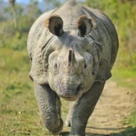 Chitwan National Park — photograph by Lurey Rohit