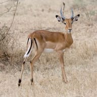 Serengeti, Ngorongoro and the Great Migration, Tanzania