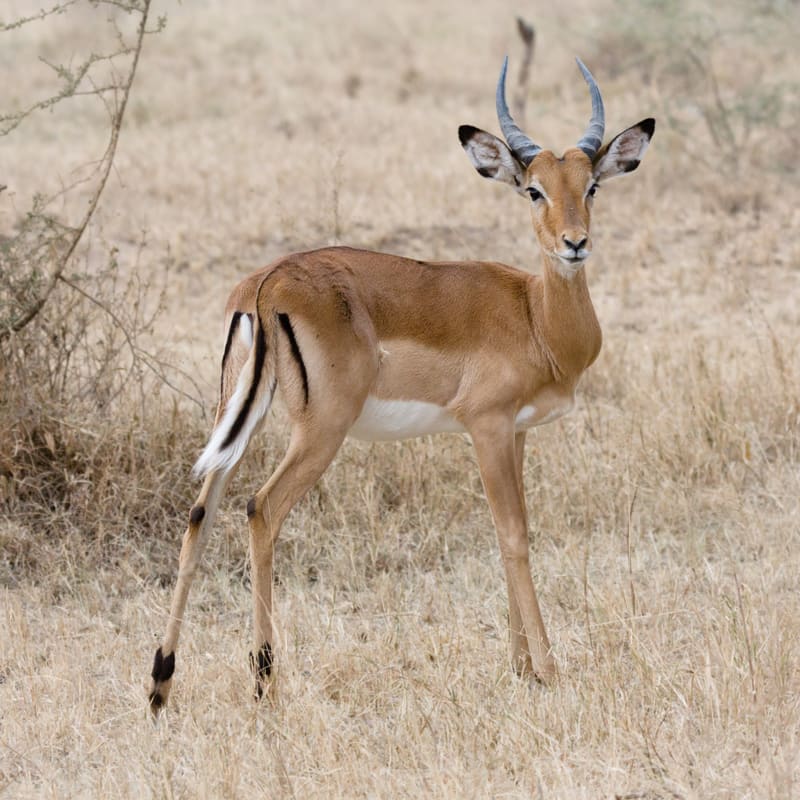 Serengeti, Ngorongoro and the Great Migration, Tanzania