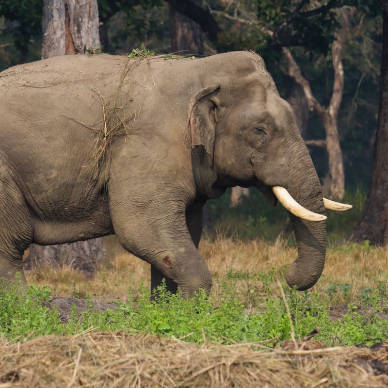 Chitwan National Park, Nepal