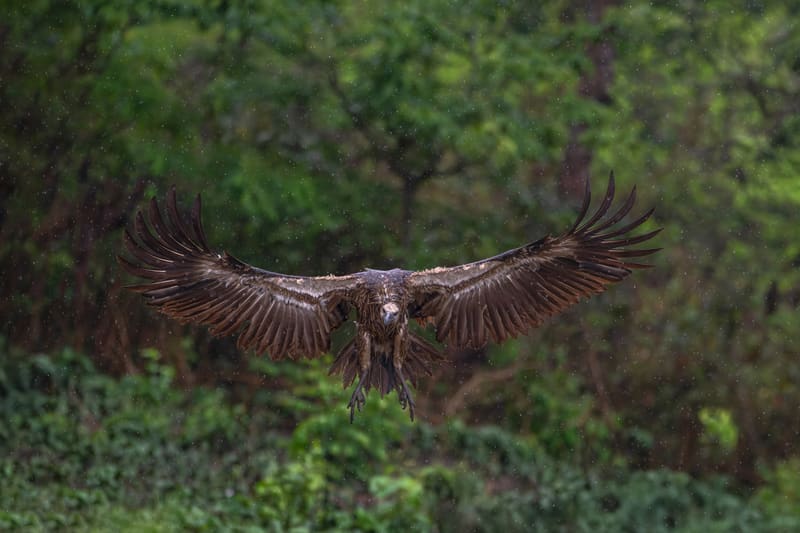 Chitwan National Park: A Practical Guide to Rhinos, Gharials and Real Safari Costs
