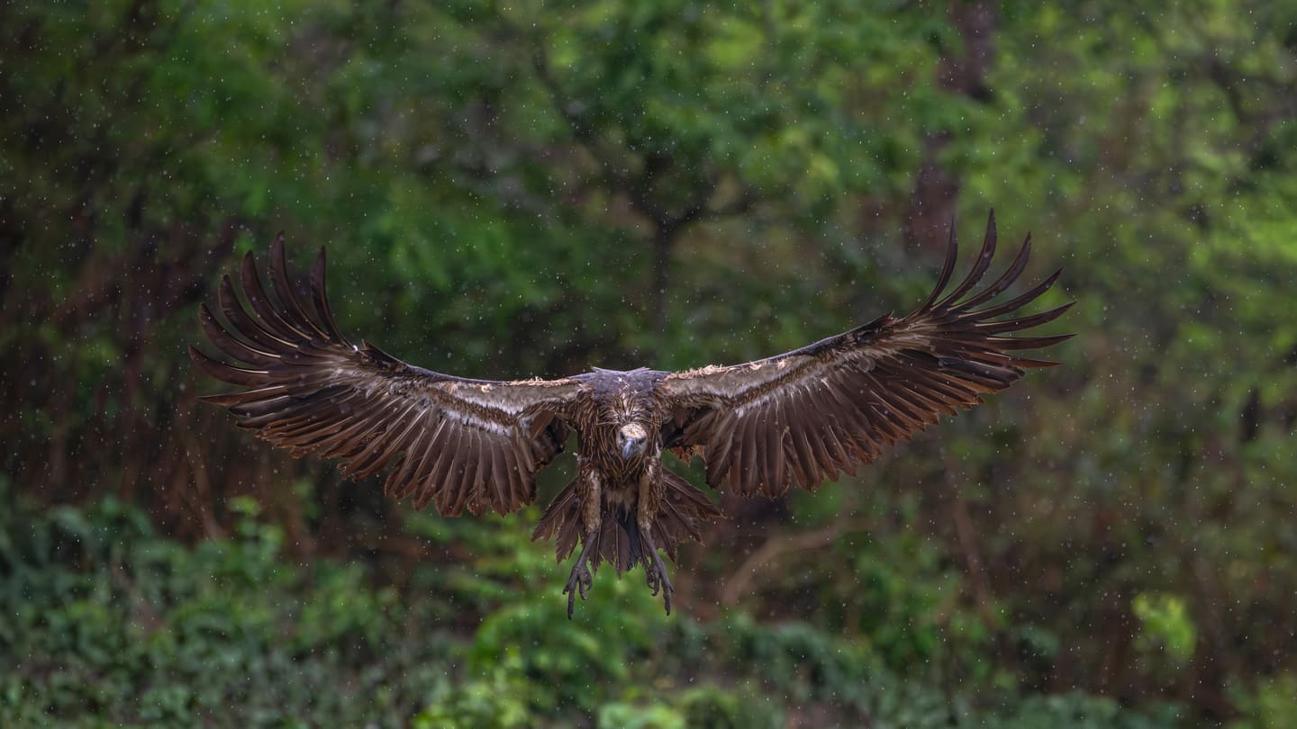 Chitwan National Park: A Practical Guide to Rhinos, Gharials and Real Safari Costs