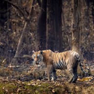 Bardia and the Terai Wildlife, Nepal