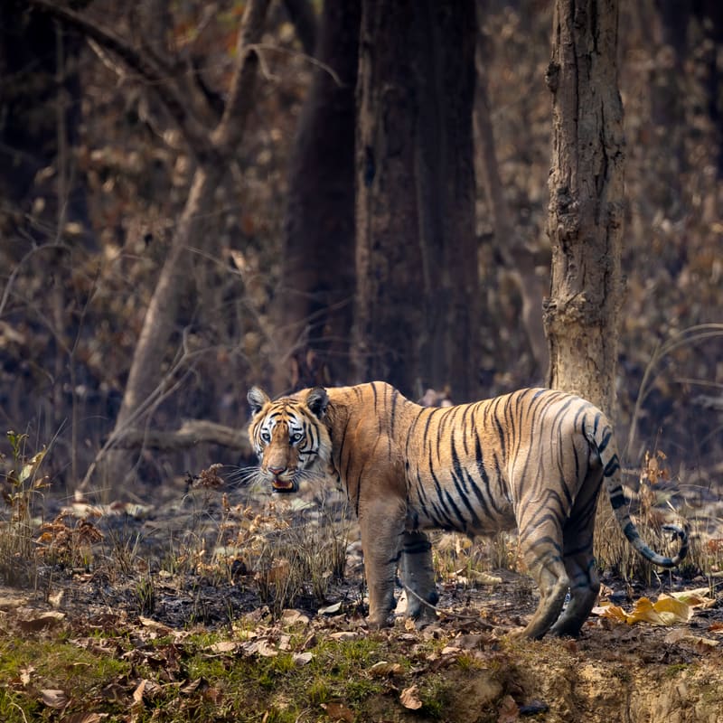 Bardia and the Terai Wildlife, Nepal