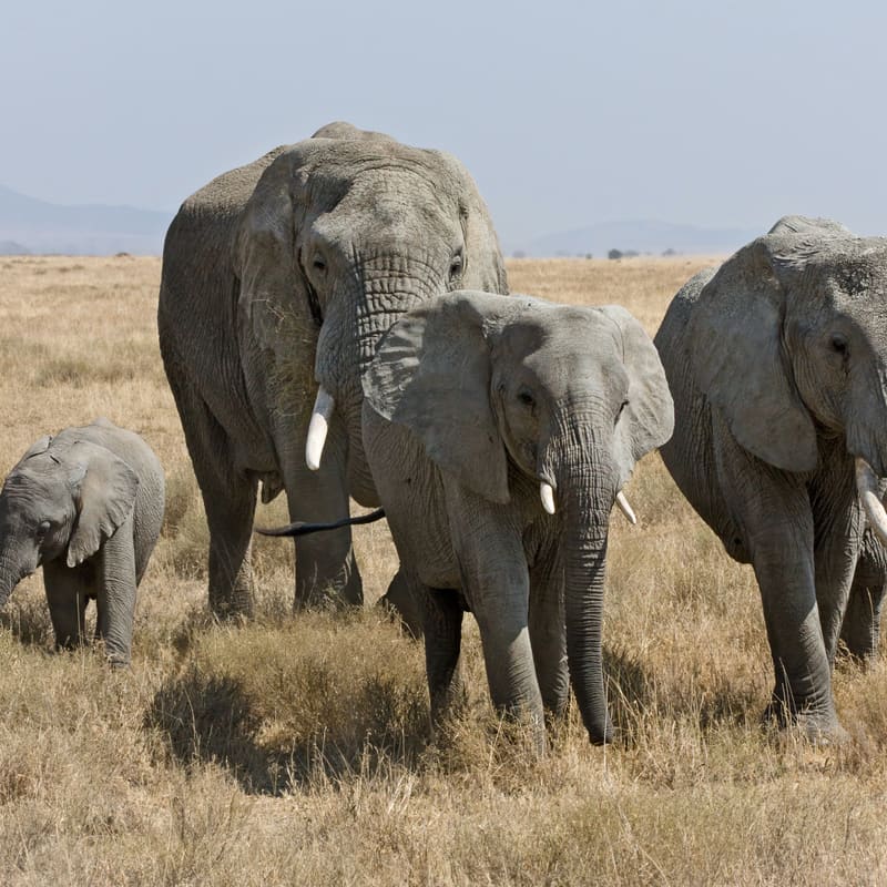 Serengeti, Ngorongoro and the Great Migration, Tanzania
