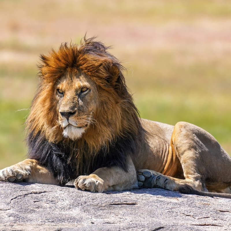 Serengeti, Ngorongoro and the Great Migration, Tanzania