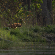 Bardia and the Terai Wildlife, Nepal
