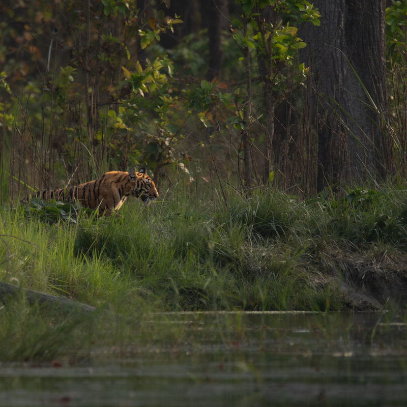Bardia and the Terai Wildlife, Nepal