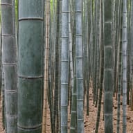 Kyoto: the Temples, the Geisha and the Hills, Japan