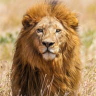 Serengeti, Ngorongoro and the Great Migration, Tanzania