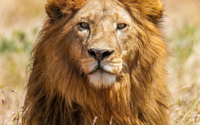 Serengeti, Ngorongoro and the Great Migration