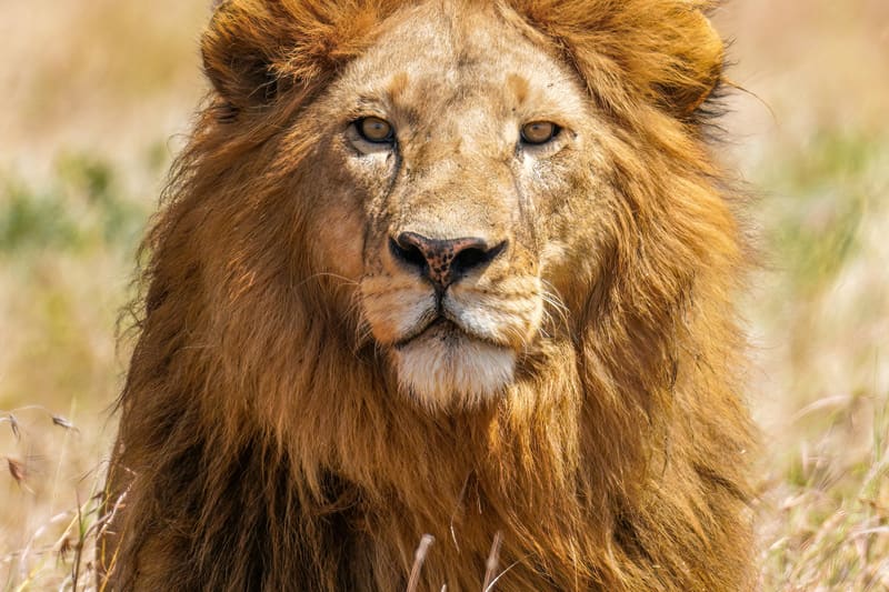Serengeti and Ngorongoro: a practical guide to Tanzania’s Great Migration
