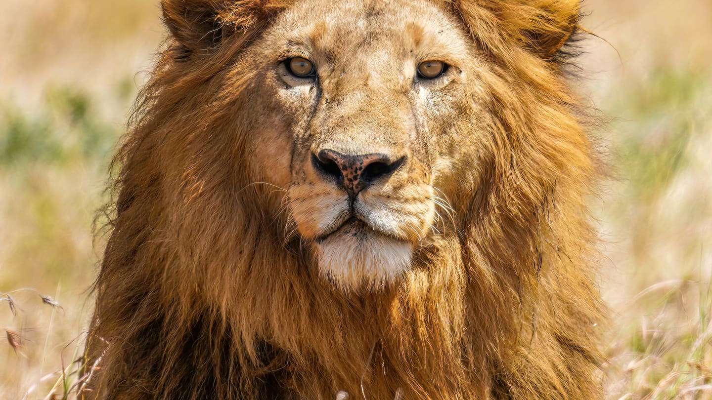 Serengeti, Ngorongoro and the Great Migration, Tanzania