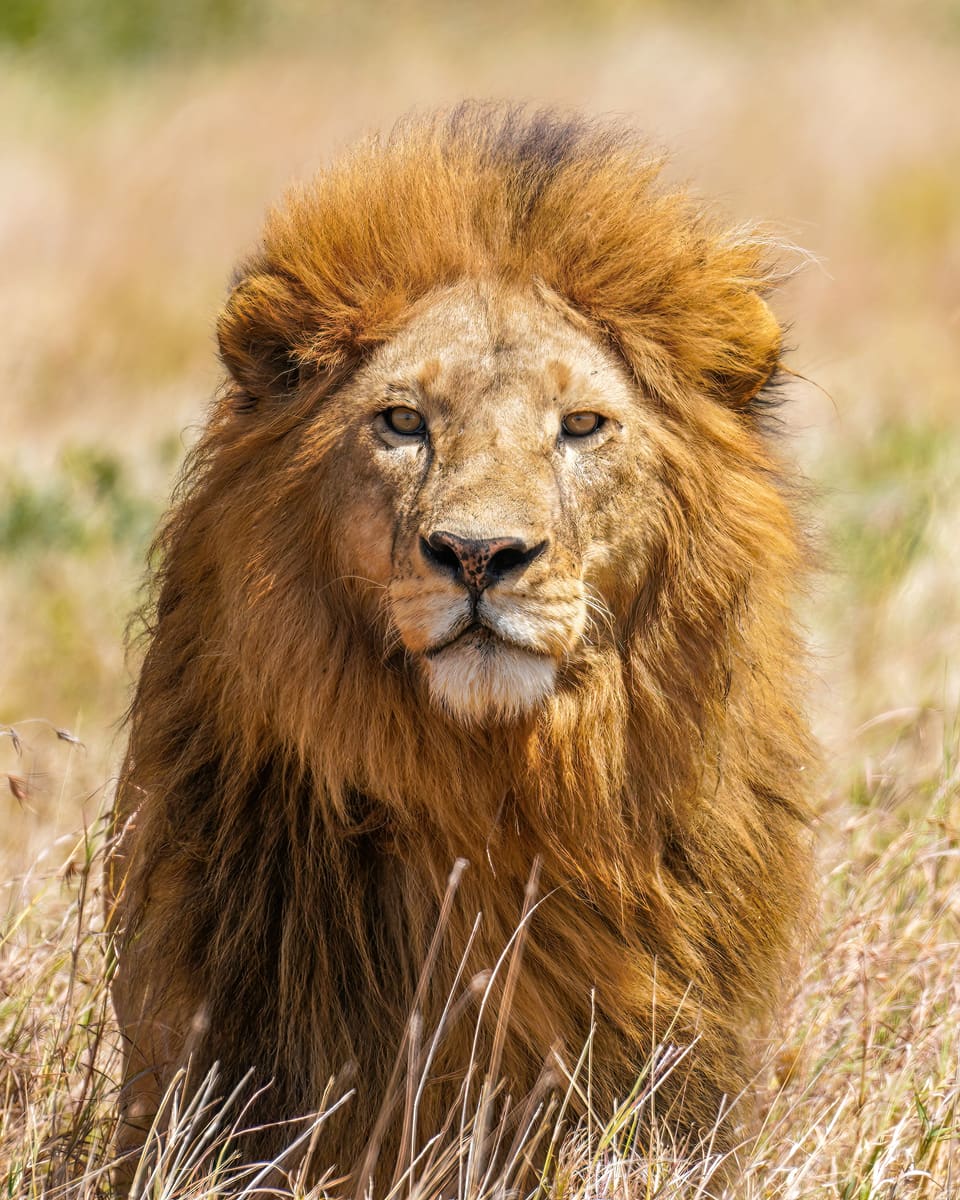 Serengeti, Ngorongoro and the Great Migration