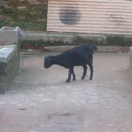 Changu Narayan, Nepal