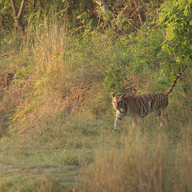 Bardia and the Terai Wildlife, Nepal