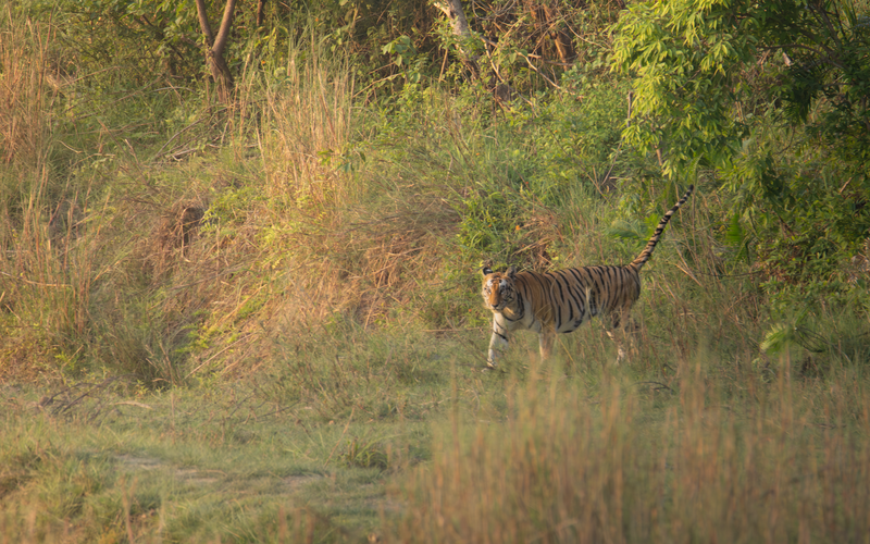 Bardia and the Terai Wildlife