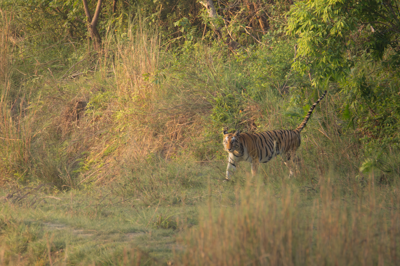 Bardia National Park and the Terai Wildlife of Karnali