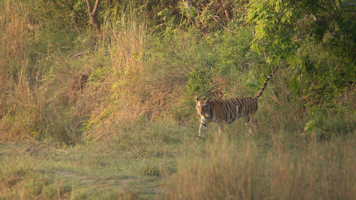 Bardia and the Terai Wildlife, Nepal